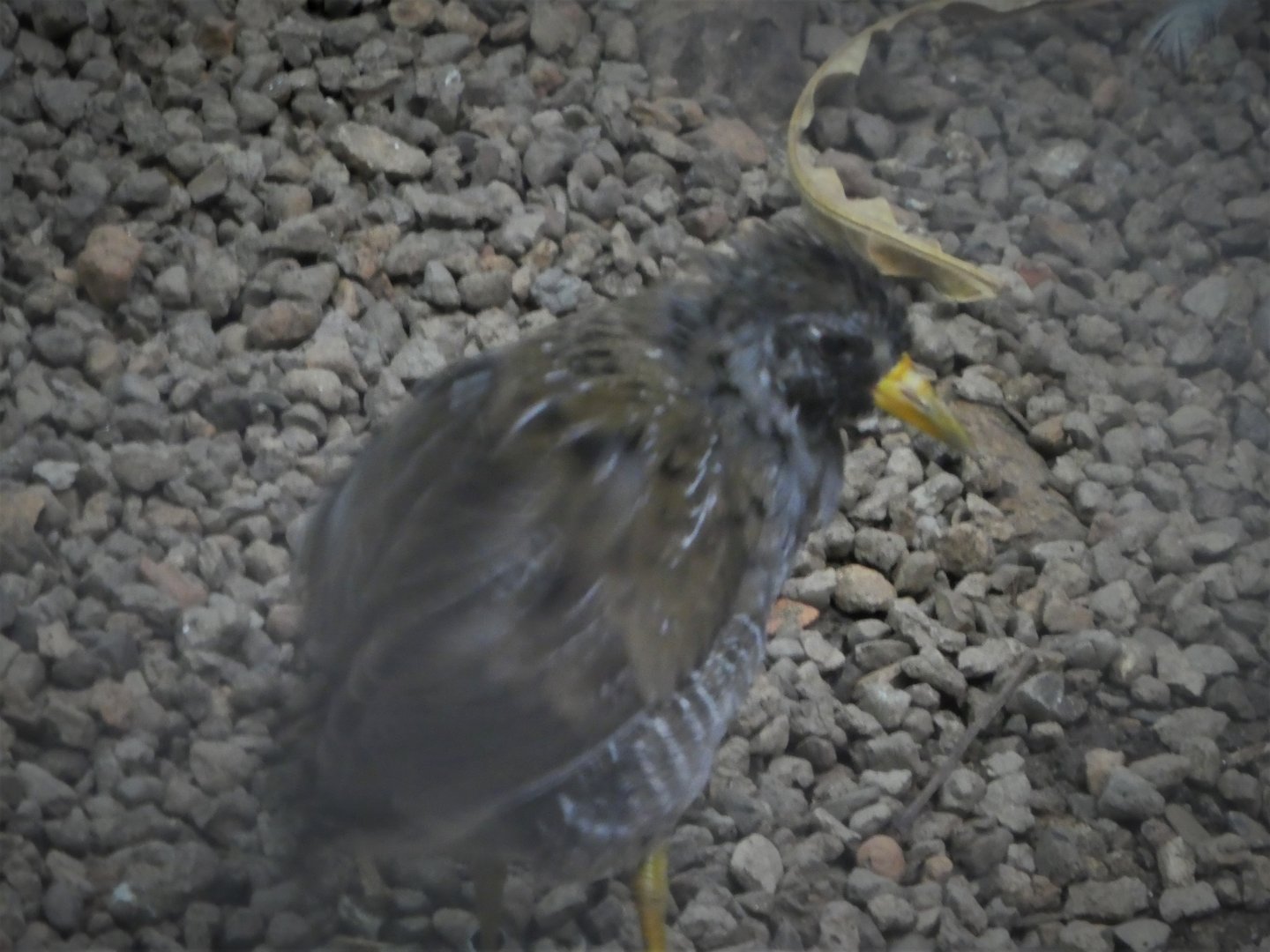McNeil Avian Center - Coffee Plantation - Sora