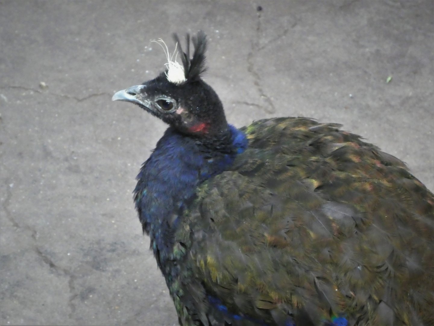 McNeil Avian Center - Congo Peafowl