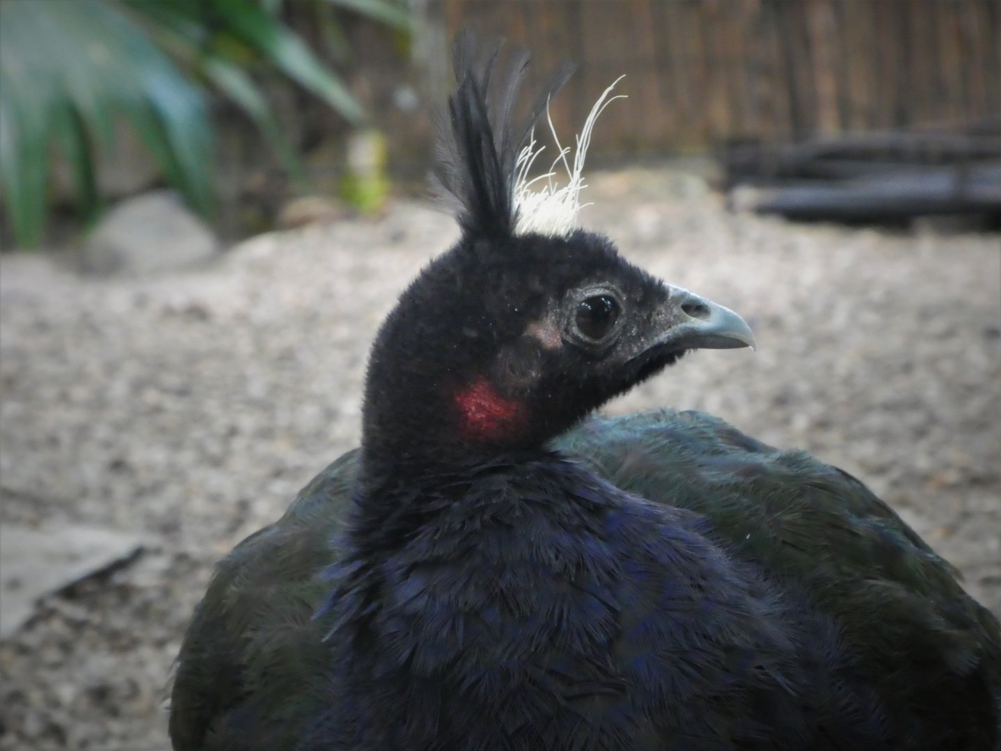 McNeil Avian Center - Congo Peafowl