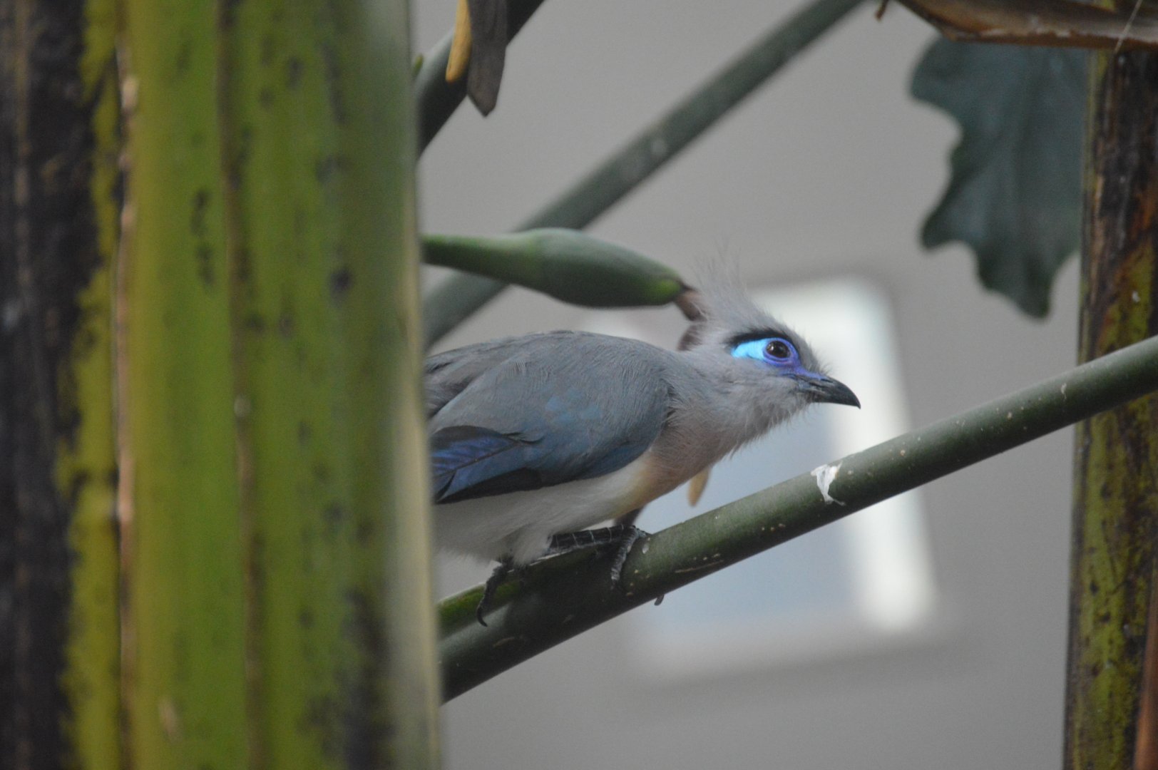 McNeil Avian Center - Crested Coua (Coua cristata)