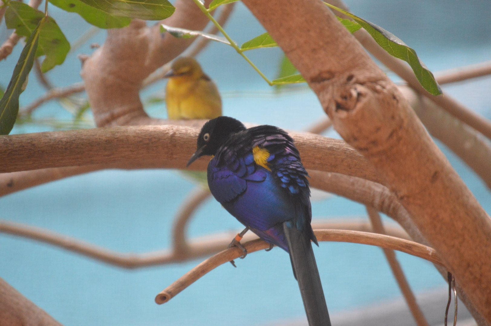 McNeil Avian Center - Golden-breasted Starling (Lamprotornis regius)