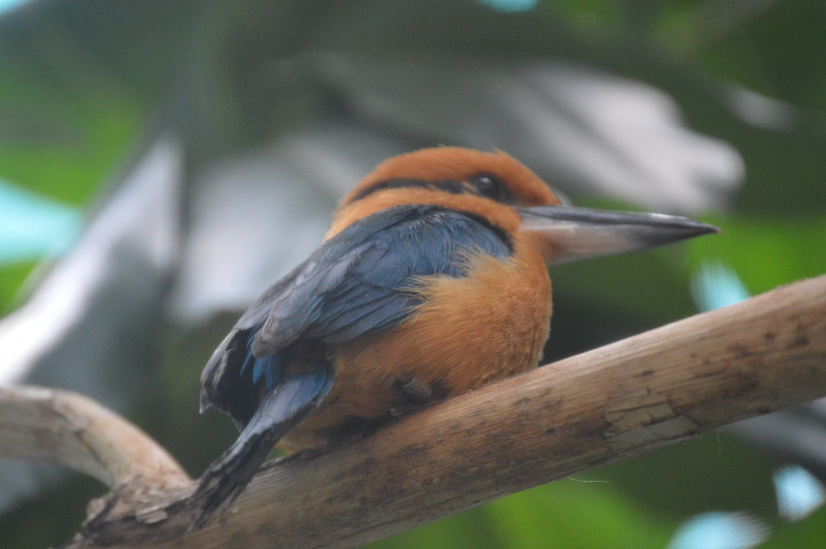McNeil Avian Center - Guam Kingfisher (Todiramphus cinnamominus)