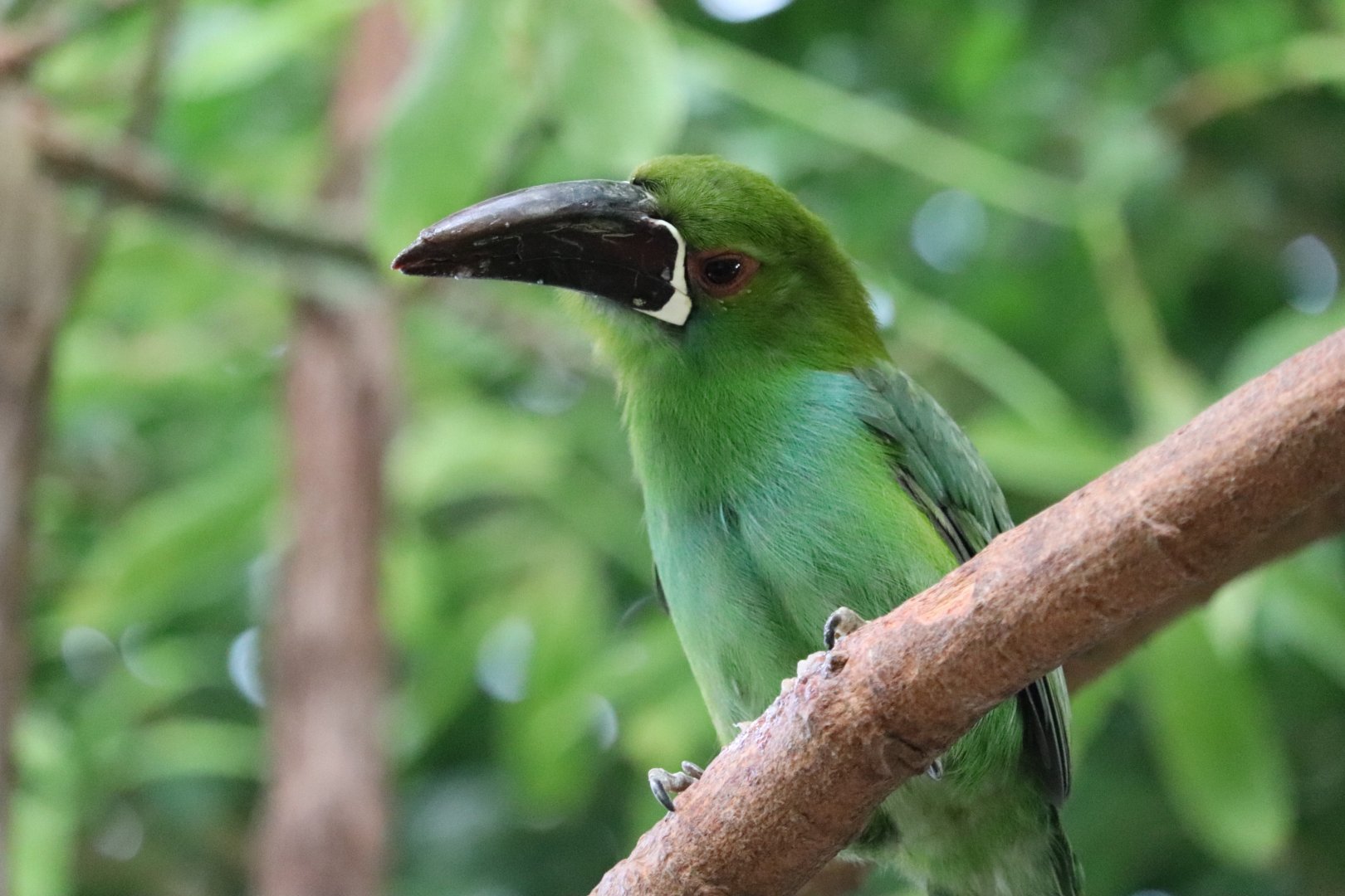 Mcneil Avian Center - ID Needed