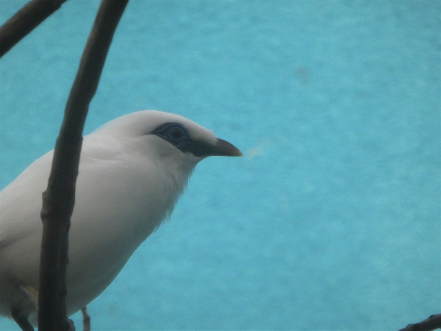 McNeil Avian Center - Island Birds - Bali Myna