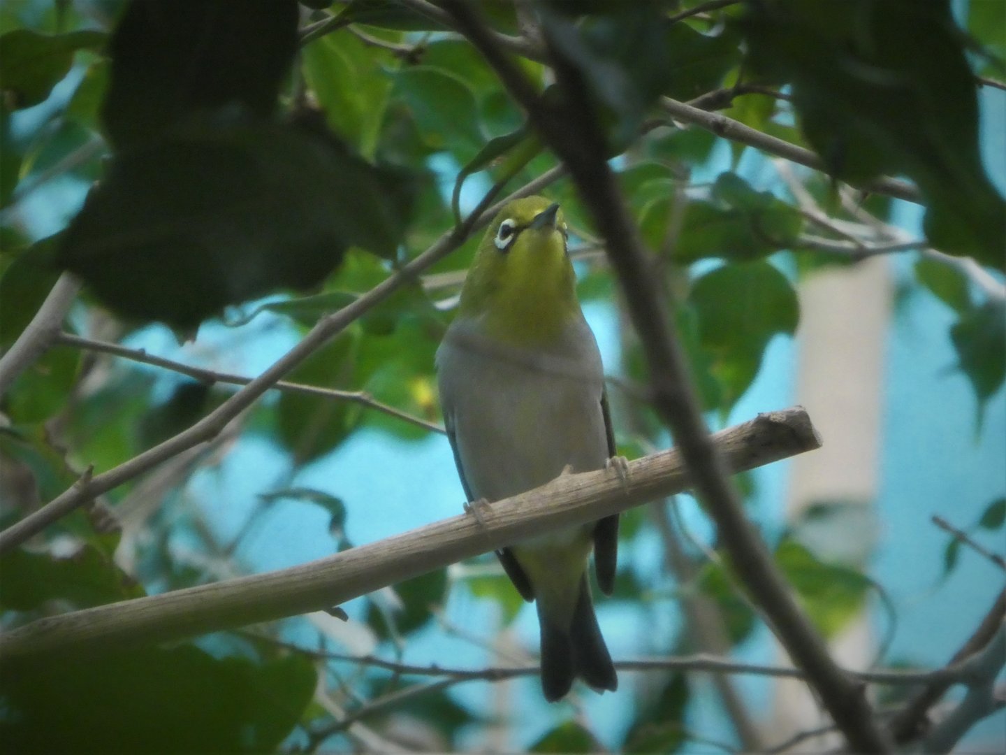 McNeil Avian Center - Island Birds - Indian White-Eye