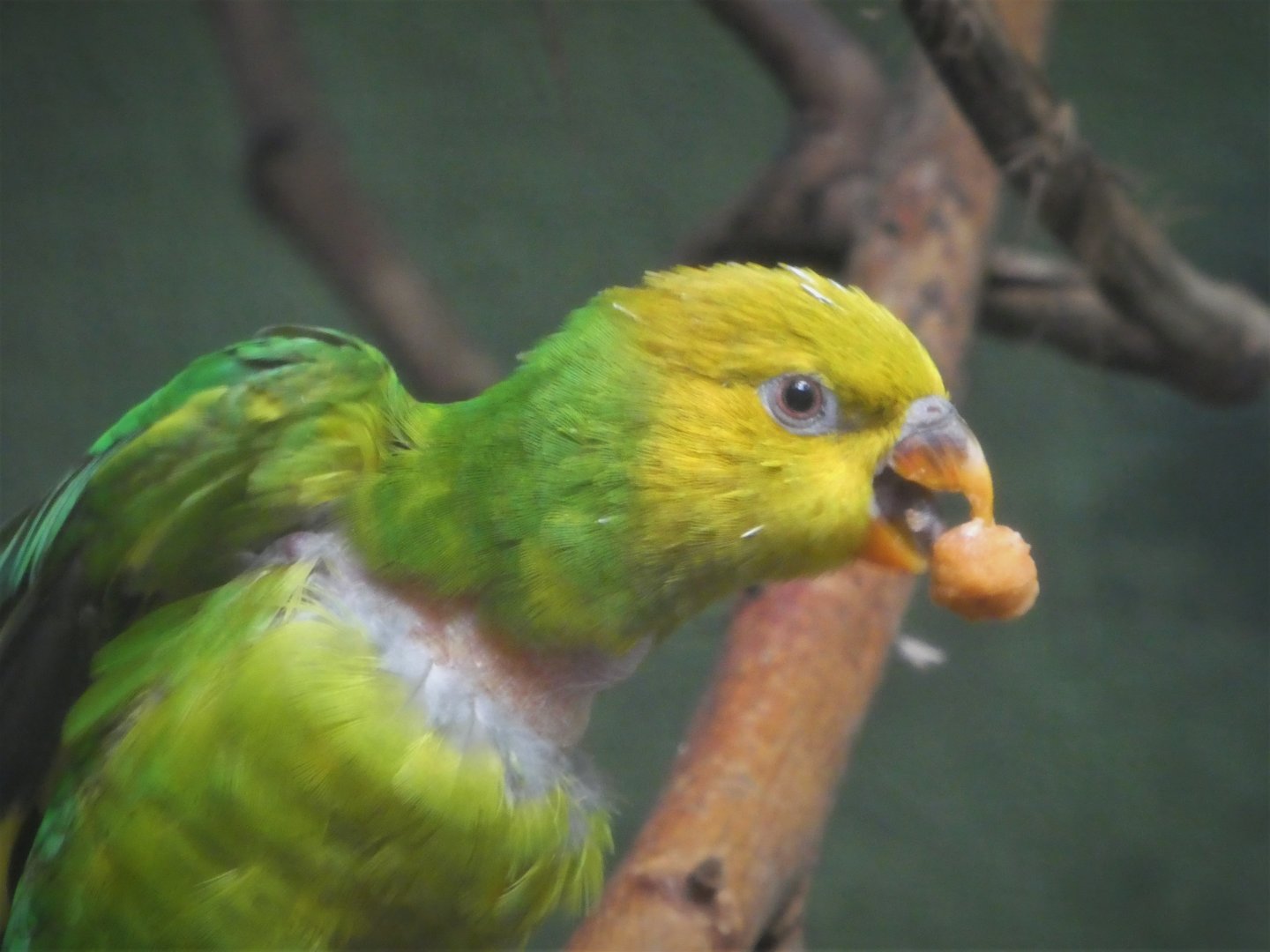 McNeil Avian Center - Island Birds - Olive-headed Lorikeet