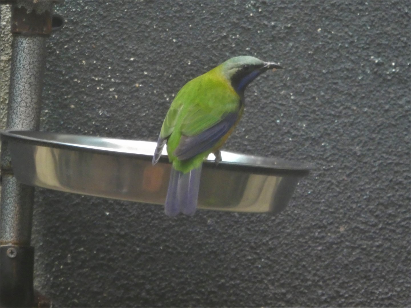 McNeil Avian Center - Island Birds - Orange-bellied Leafbird