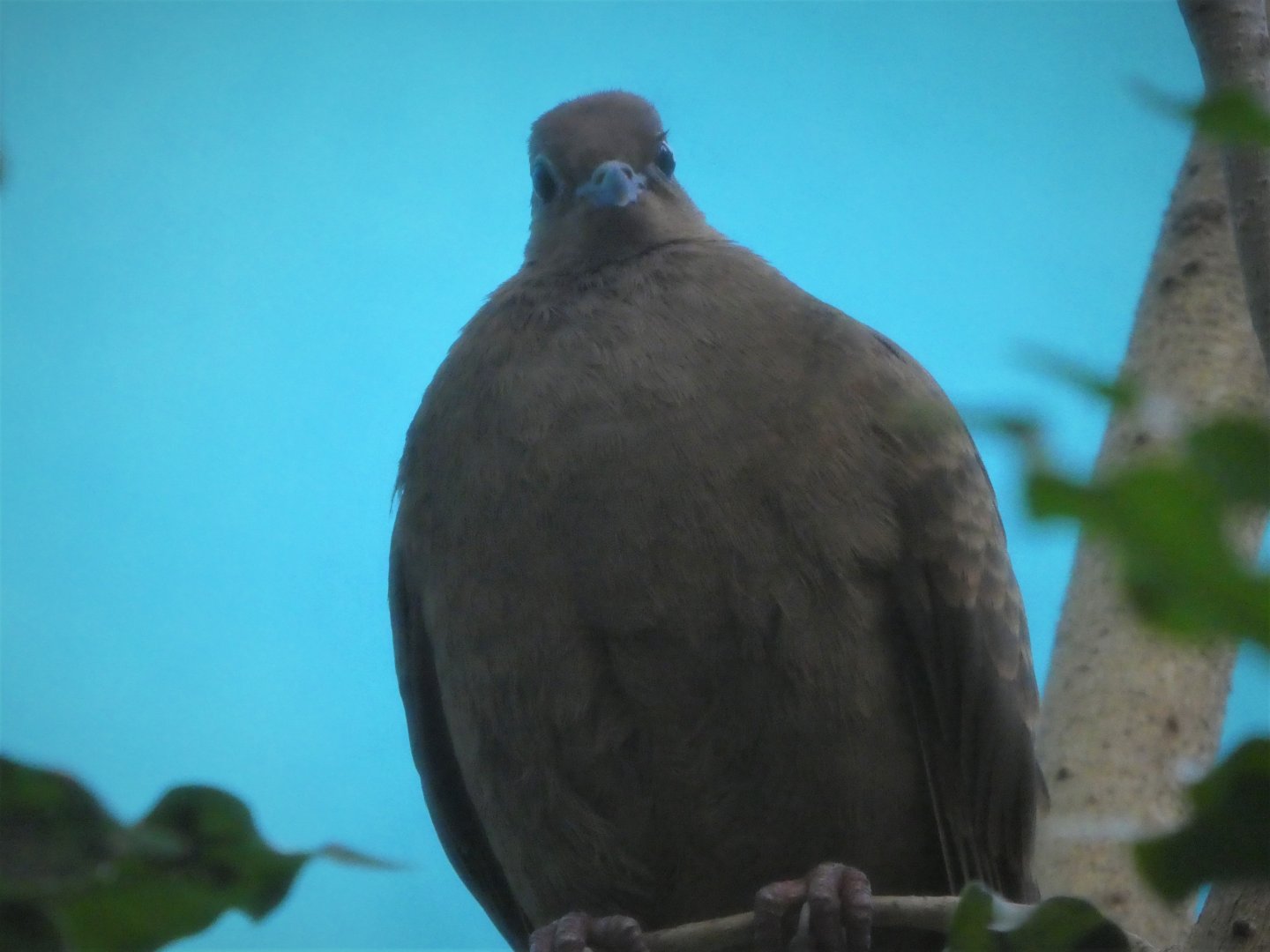 McNeil Avian Center - Island Birds - White-throated Ground Dove
