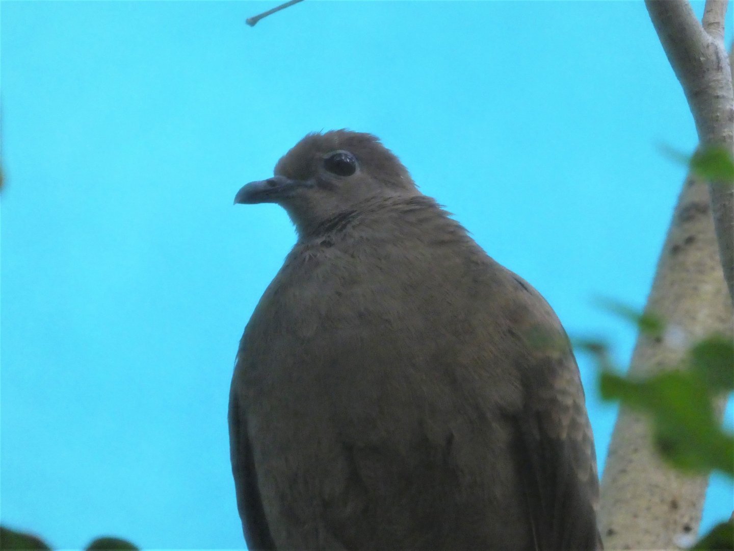 McNeil Avian Center - Island Birds - White-throated Ground Dove