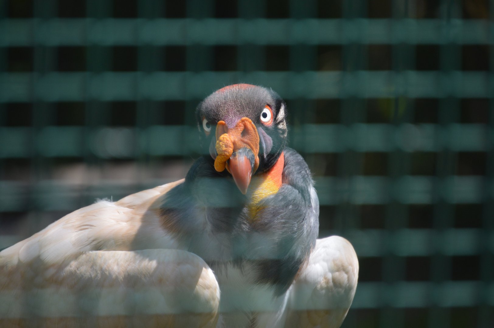 McNeil Avian Center - King Vulture (Sarcoramphus papa)