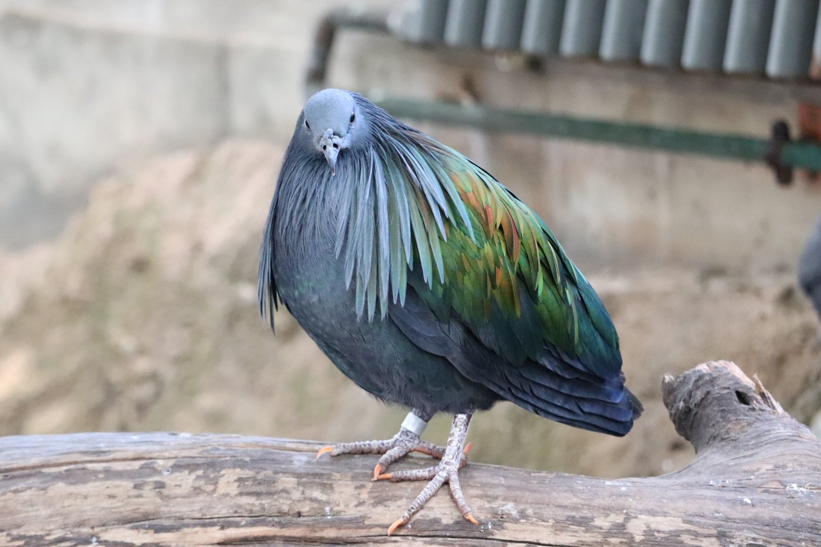 Mcneil Avian Center - Nicobar Pigeon