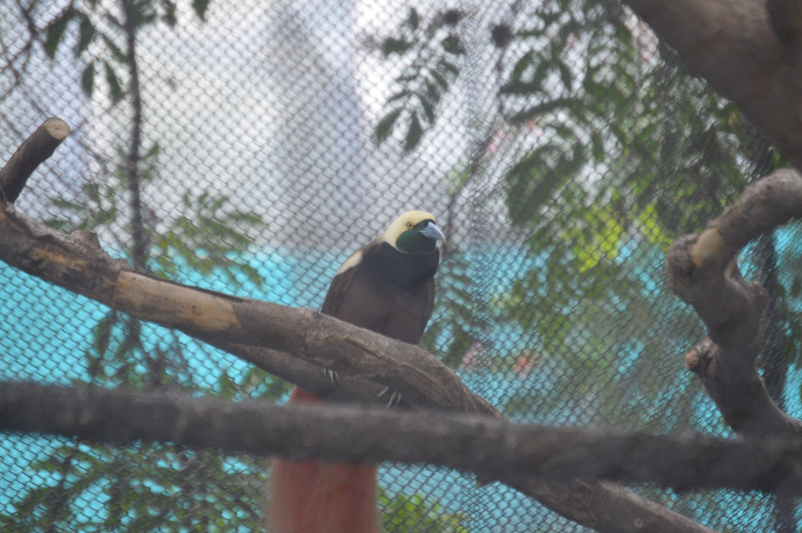 McNeil Avian Center - Raggiana Bird-of-Paradise (Paradisaea raggiana)