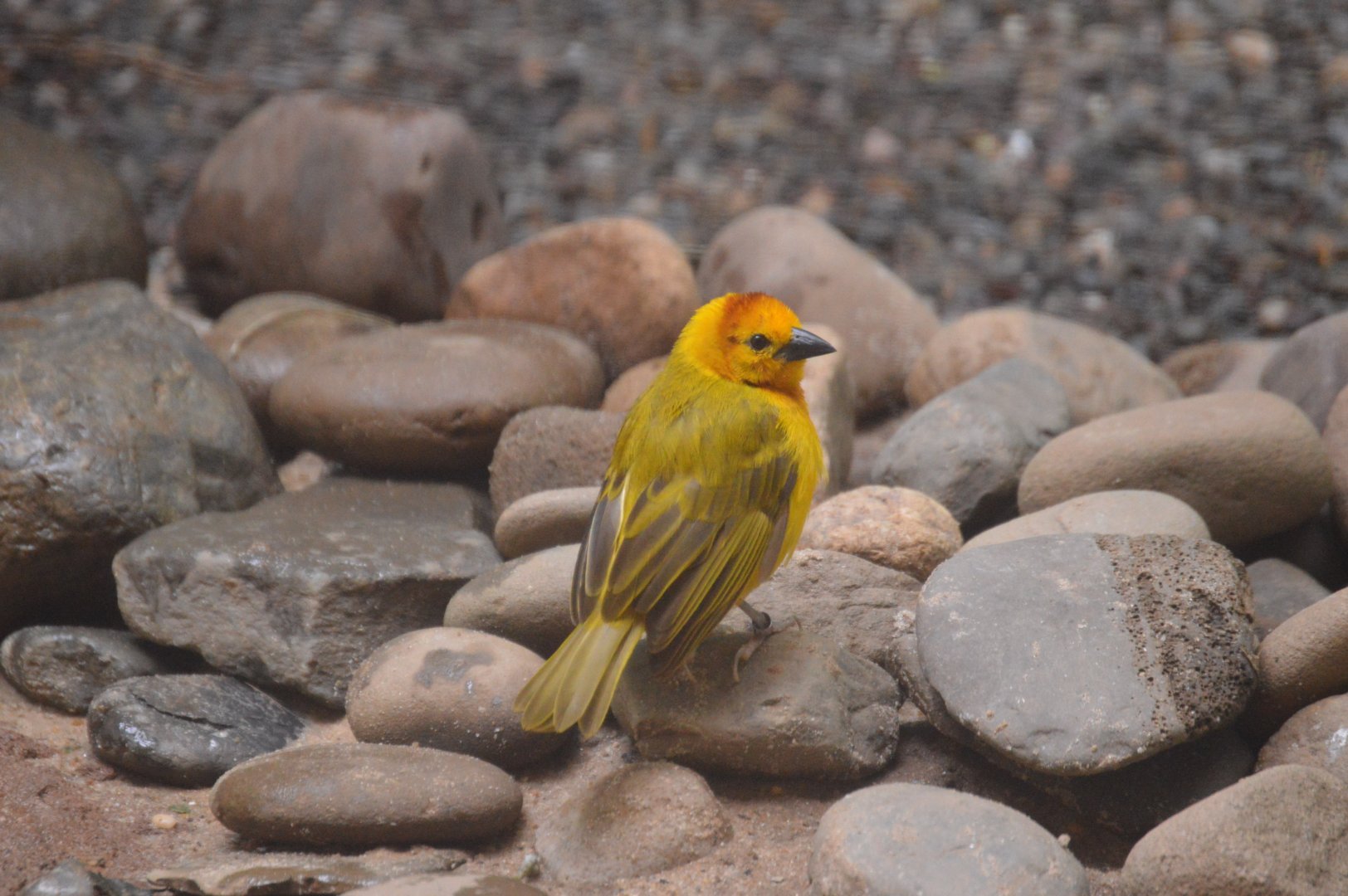 McNeil Avian Center - Taveta Golden-Weaver (Ploceus castaneiceps)