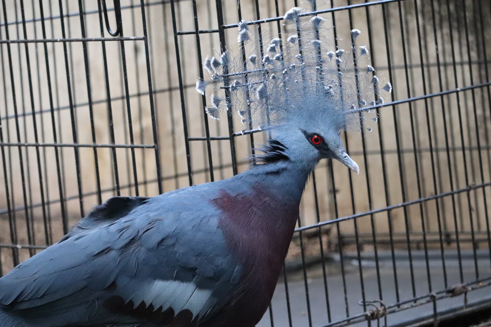 Mcneil Avian Center - Victoria Crowned Pigeon