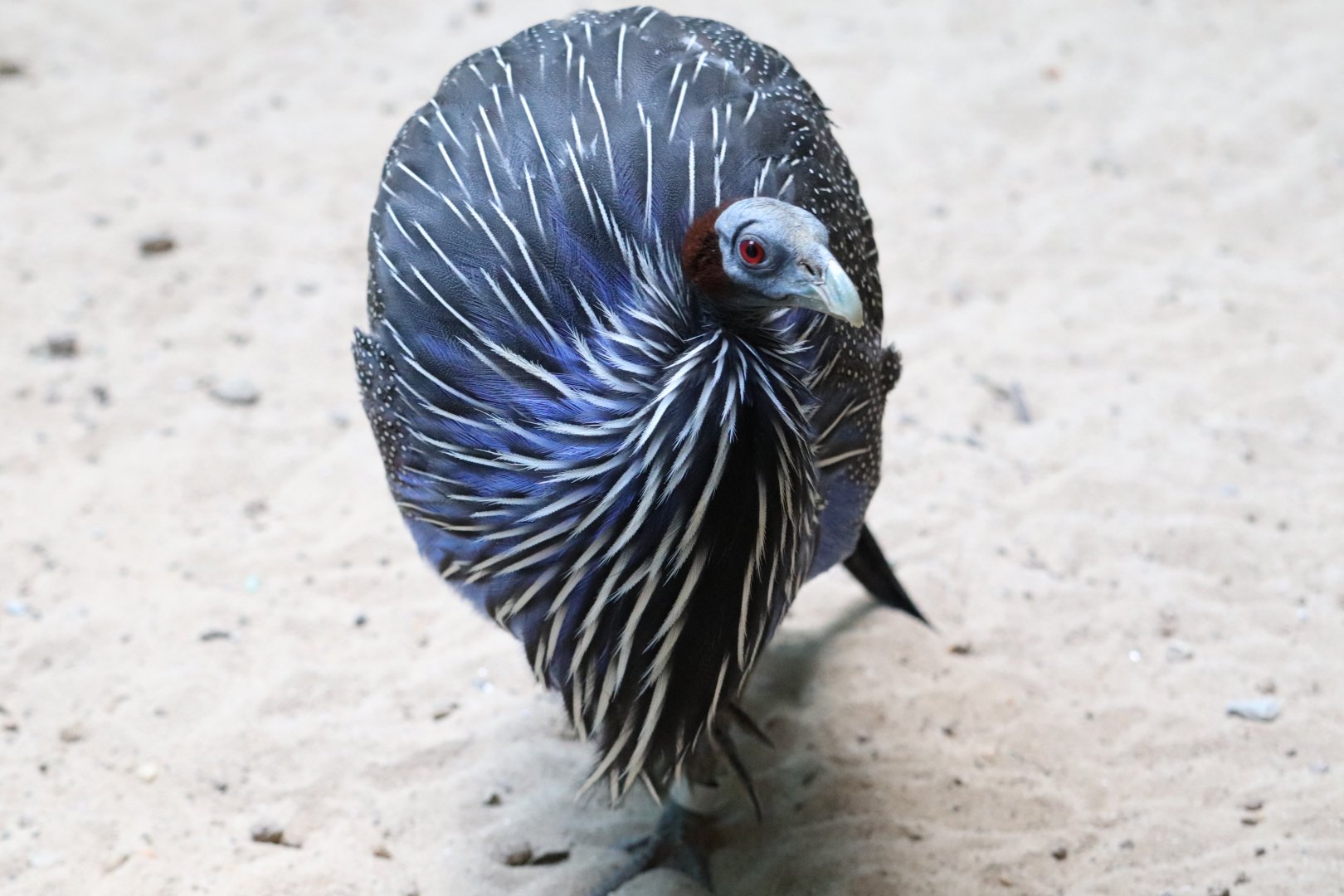 Mcneil Avian Center - Vulturine Guineafowl