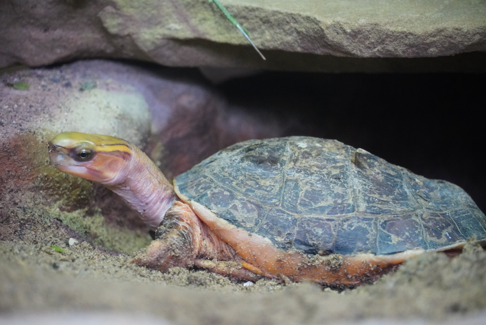Mcord’s Box Turtle