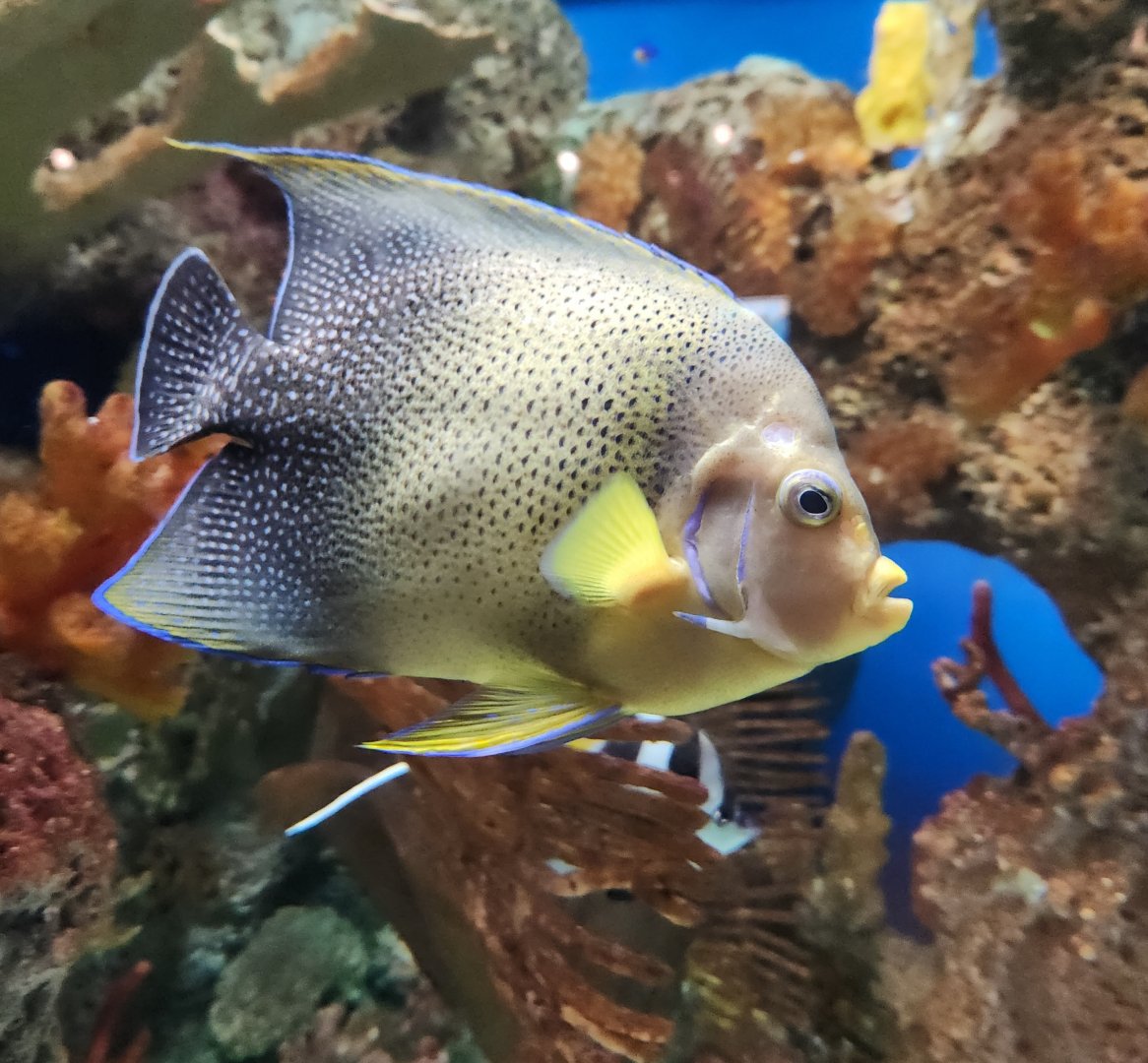 McWane Science Center - Angelfish