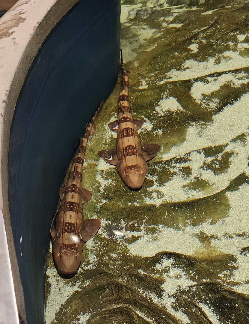 McWane Science Center - Bamboo sharks