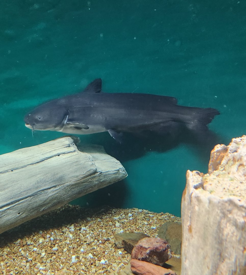 McWane Science Center - Blue Catfish