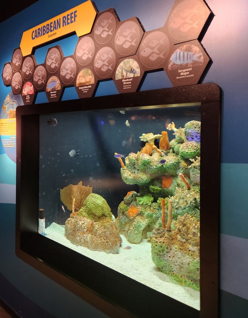 McWane Science Center - Caribbean Reef exhibit