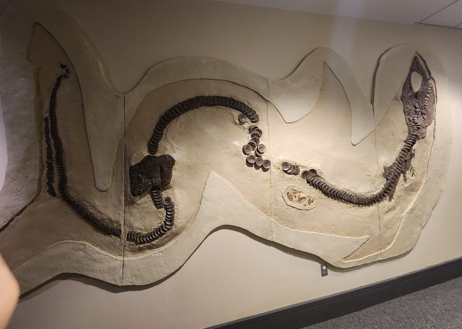 McWane Science Center - Cretoxyrhina display