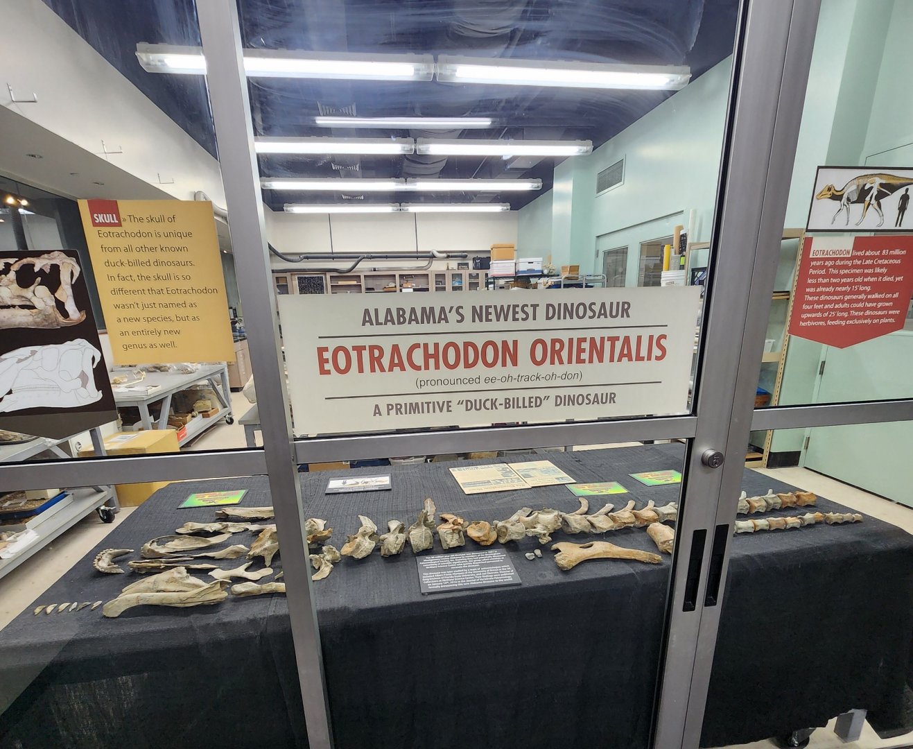 McWane Science Center - Eotrachodon orientalis