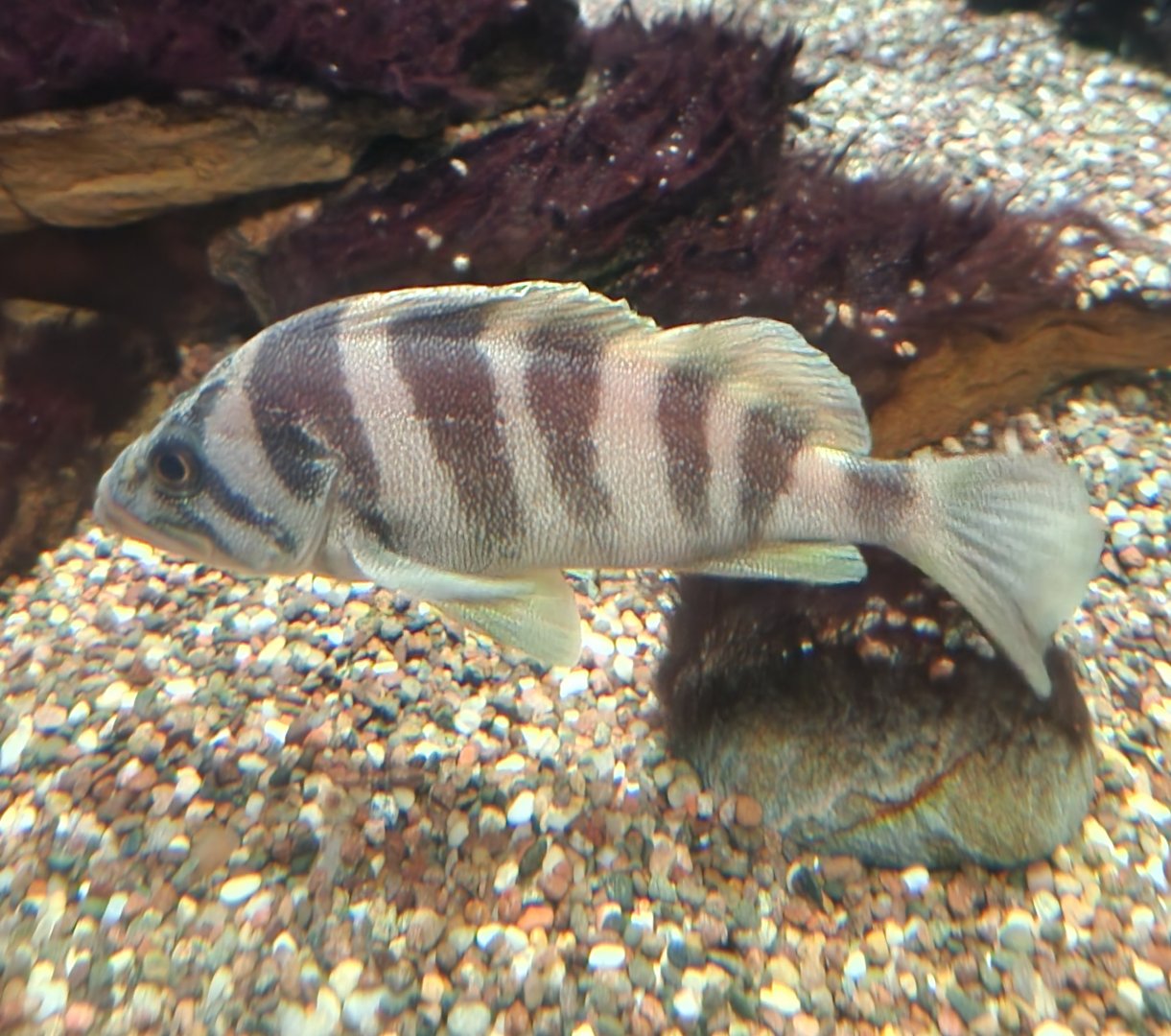McWane Science Center - Fish in kelp exhibit