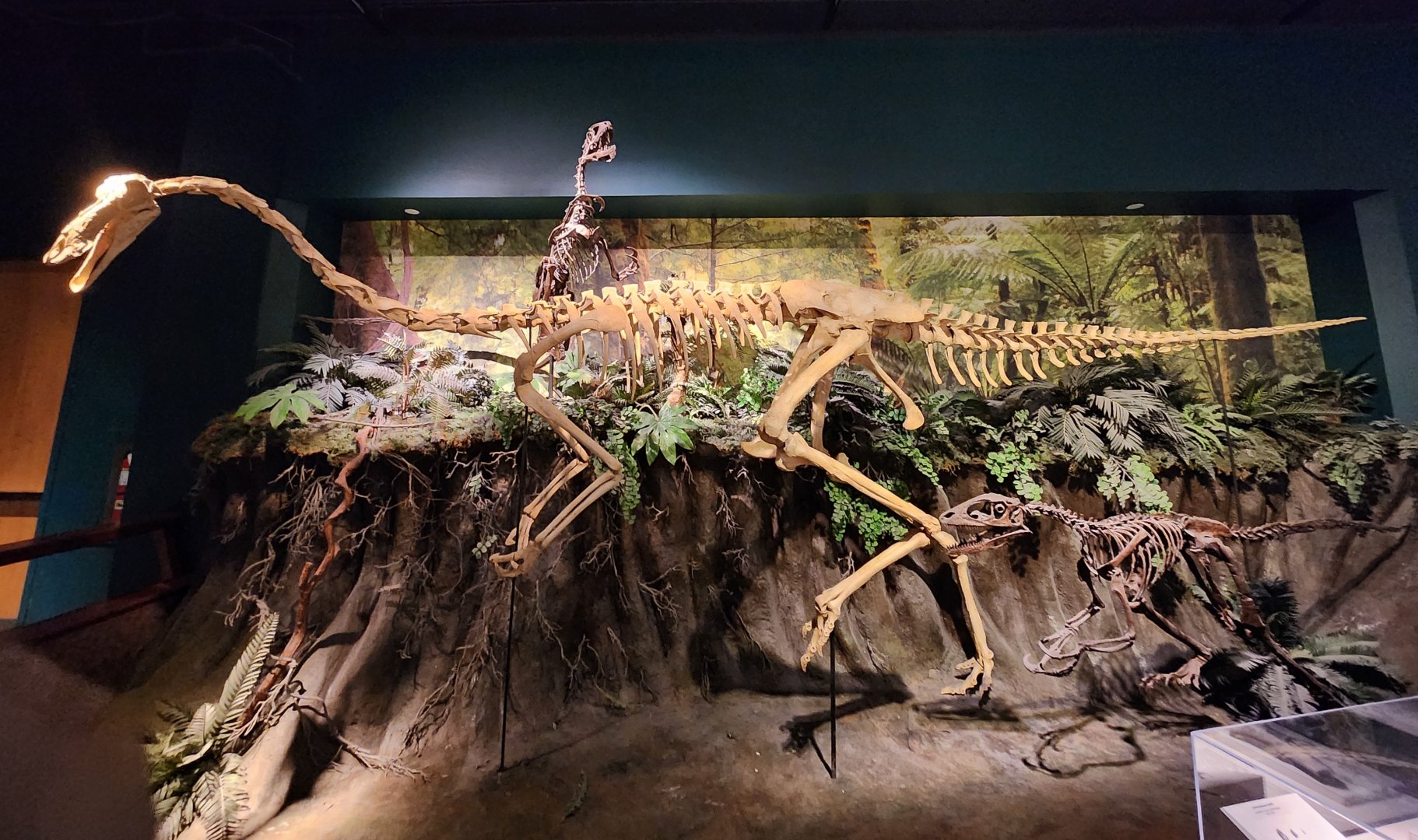 McWane Science Center - Hadrosaur hunted by dromaeosaurs