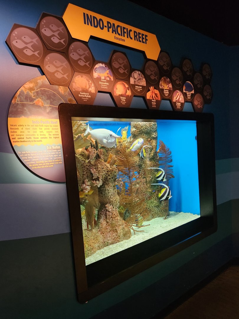 McWane Science Center - Indo-Pacific Reef exhibit