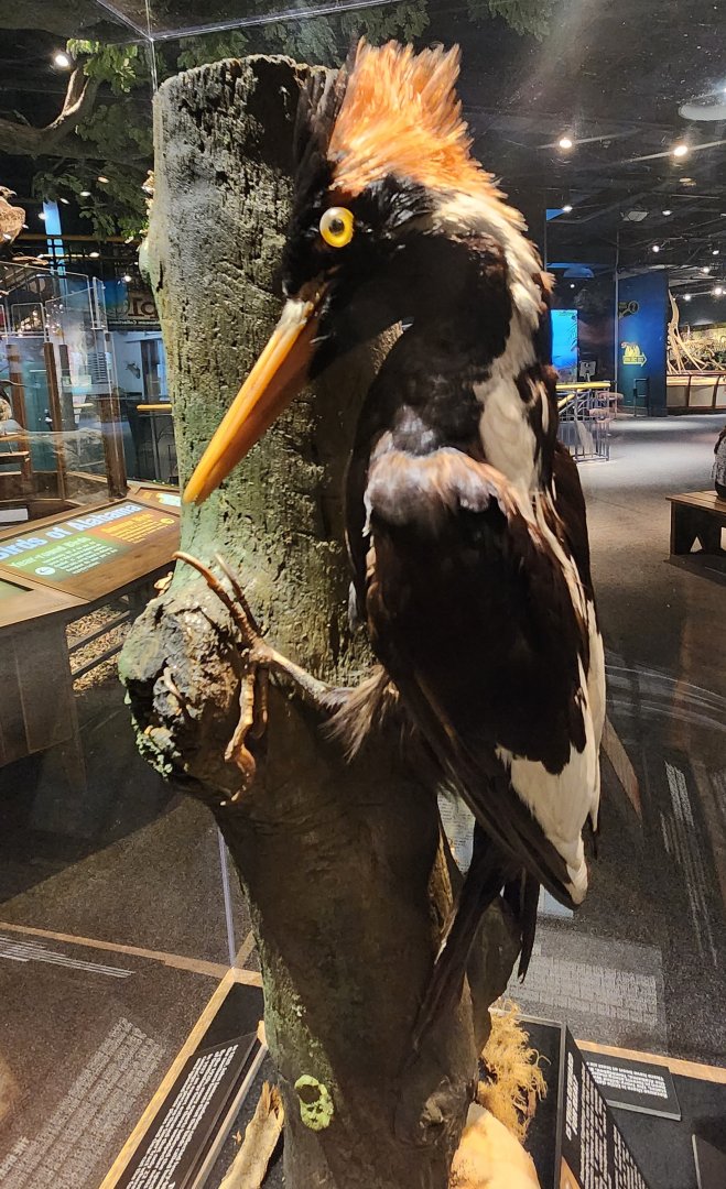 McWane Science Center - Ivory-billed Woodpecker taxidermy