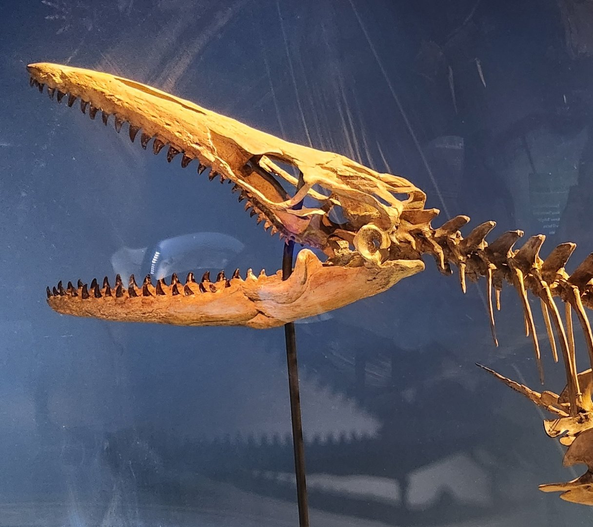 McWane Science Center - Mosasaur