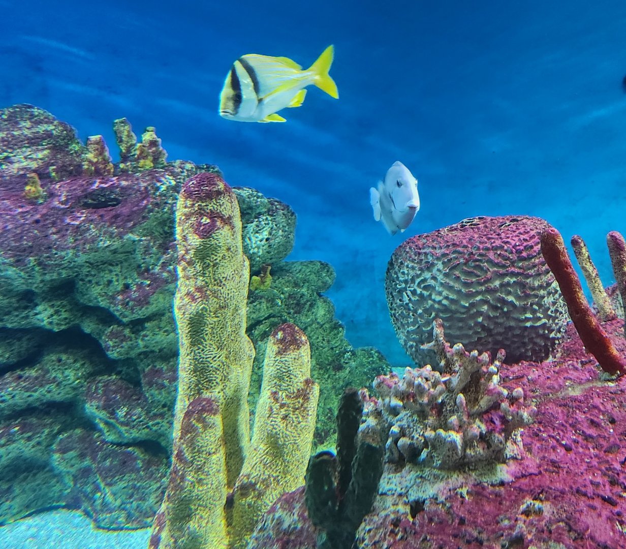 McWane Science Center - Reef fish