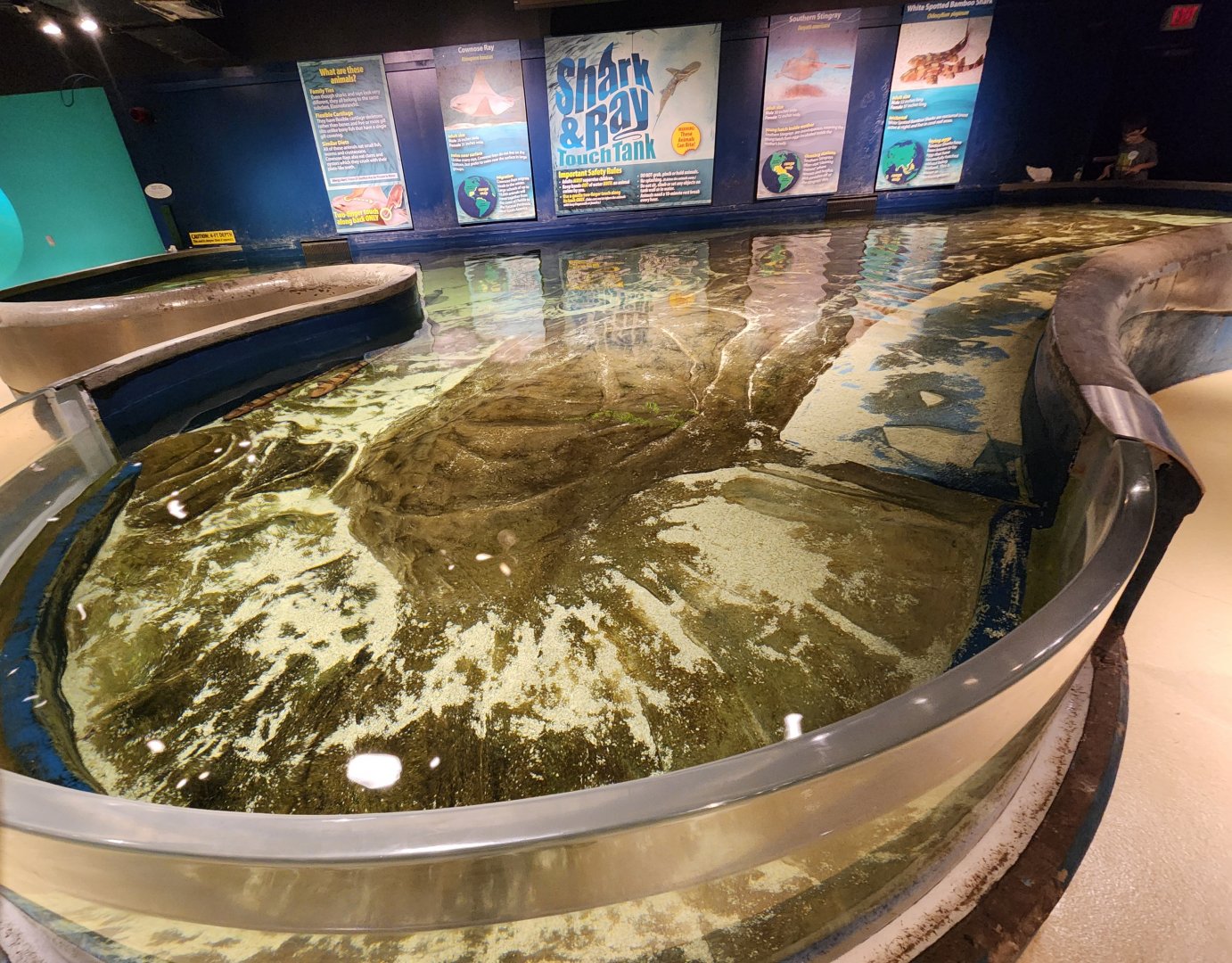 McWane Science Center - Shark & ray touch tank