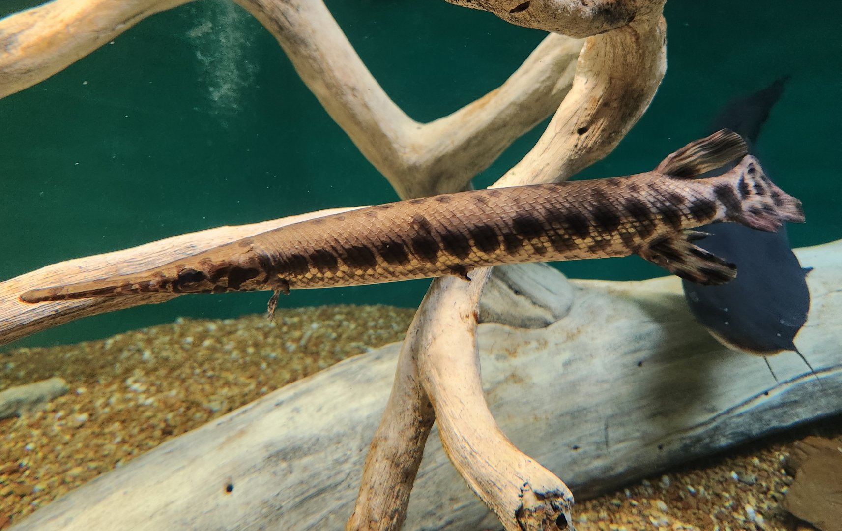 McWane Science Center - Spotted Gar