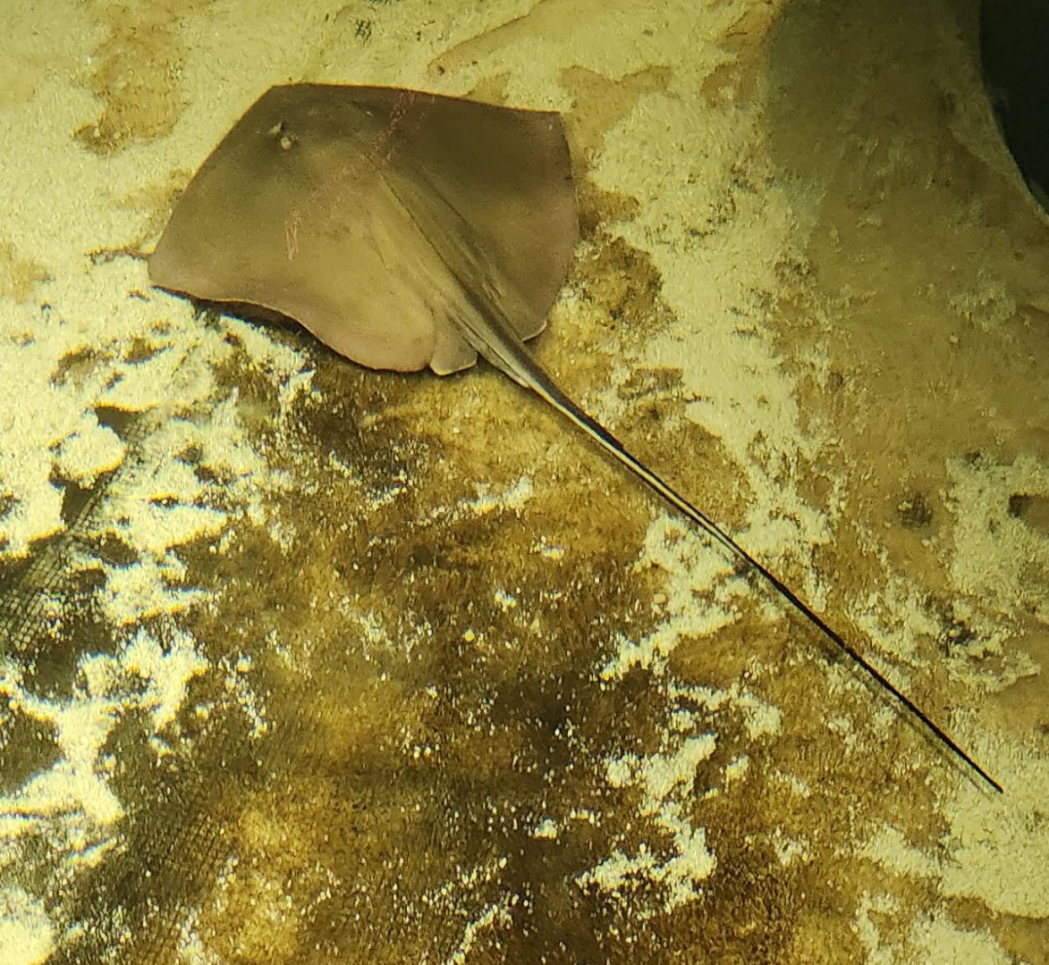 McWane Science Center - Stingray