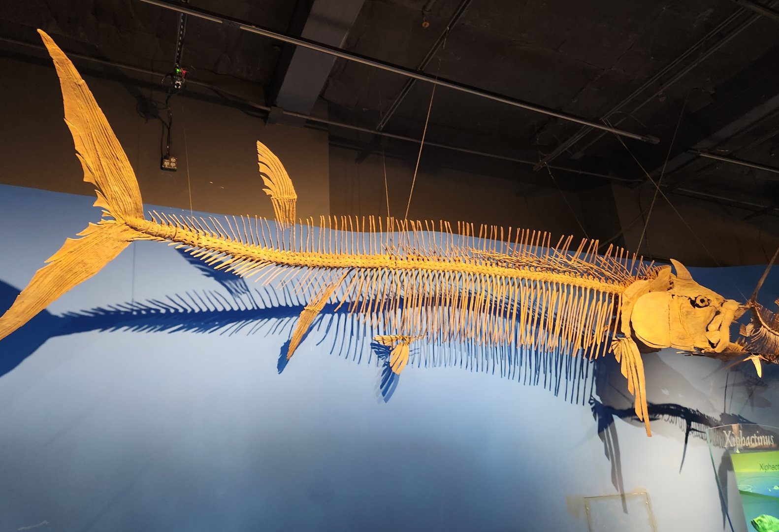 McWane Science Center - Xiphactinus