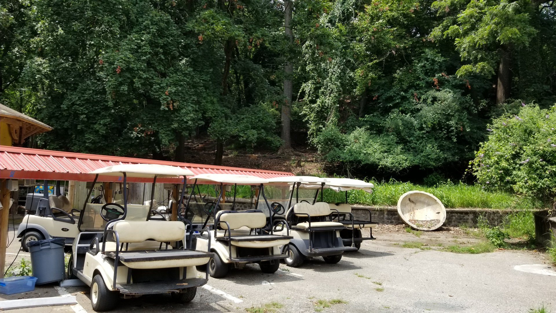 MD Zoo, Main Valley - Wild white-tail deer, golf carts
