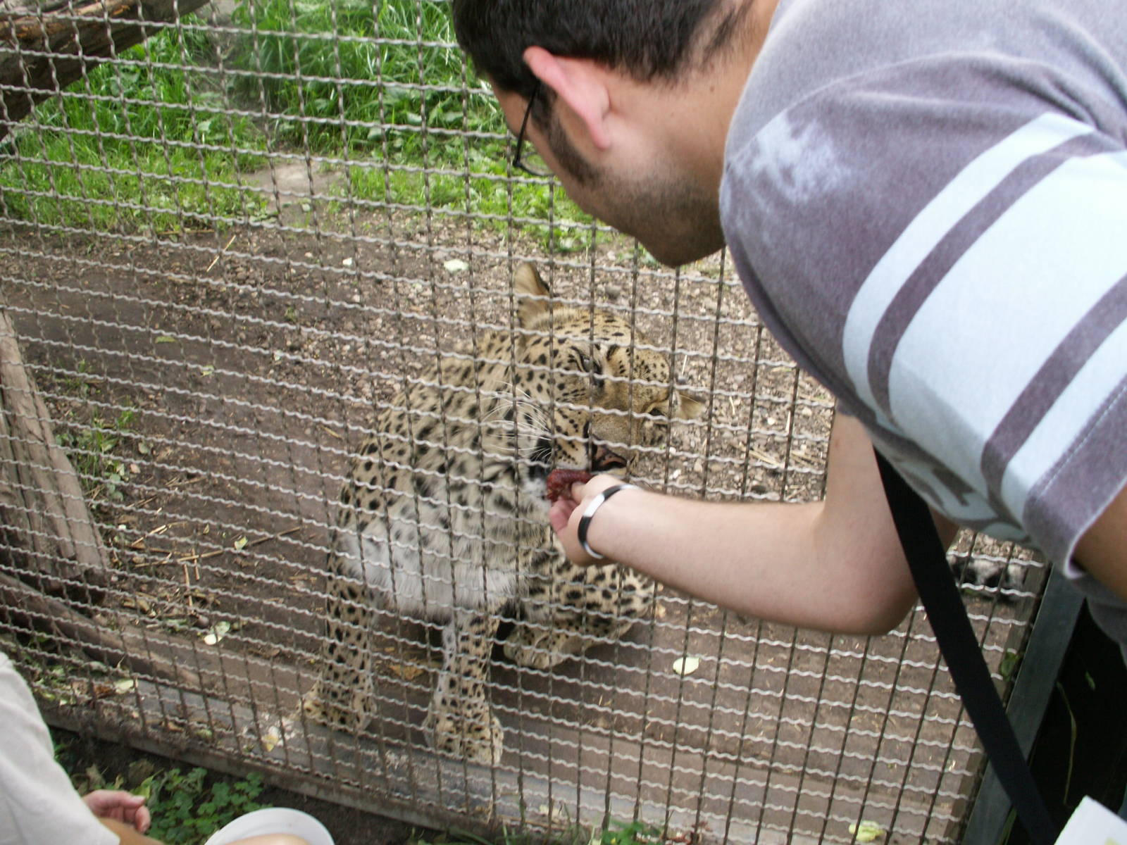 me feeding a leopard