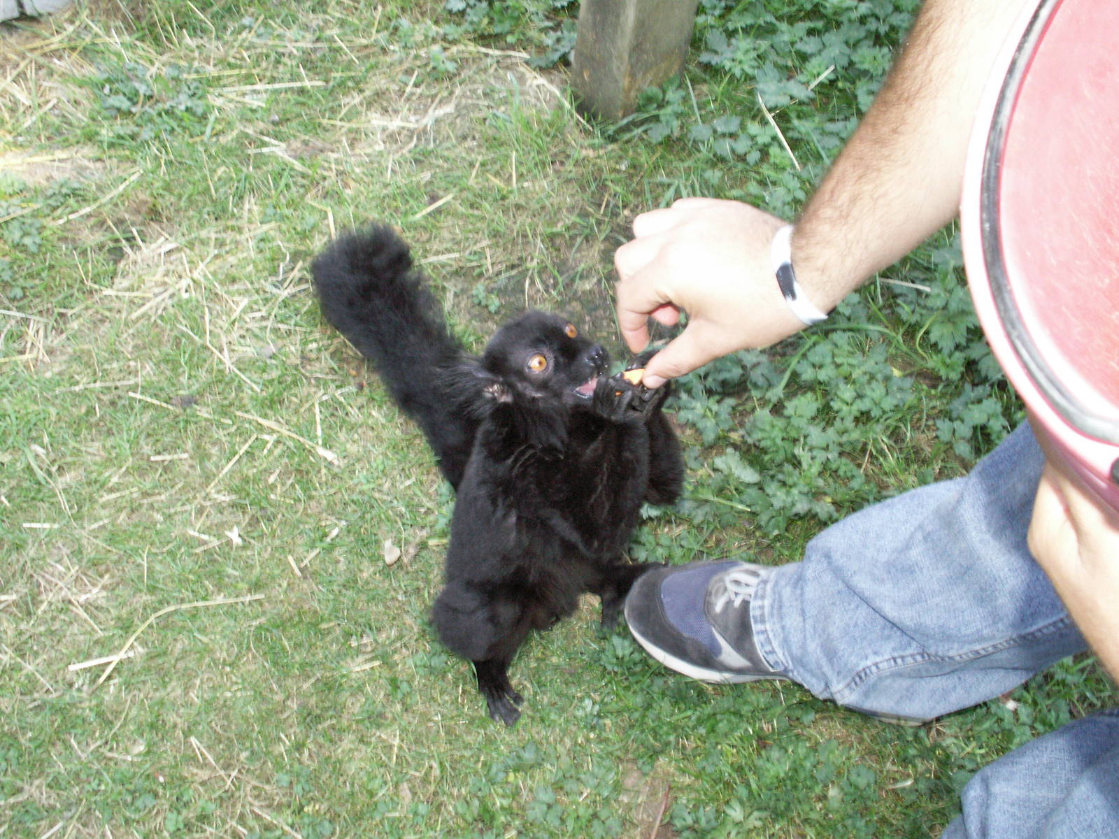 me feeding a male black lemur