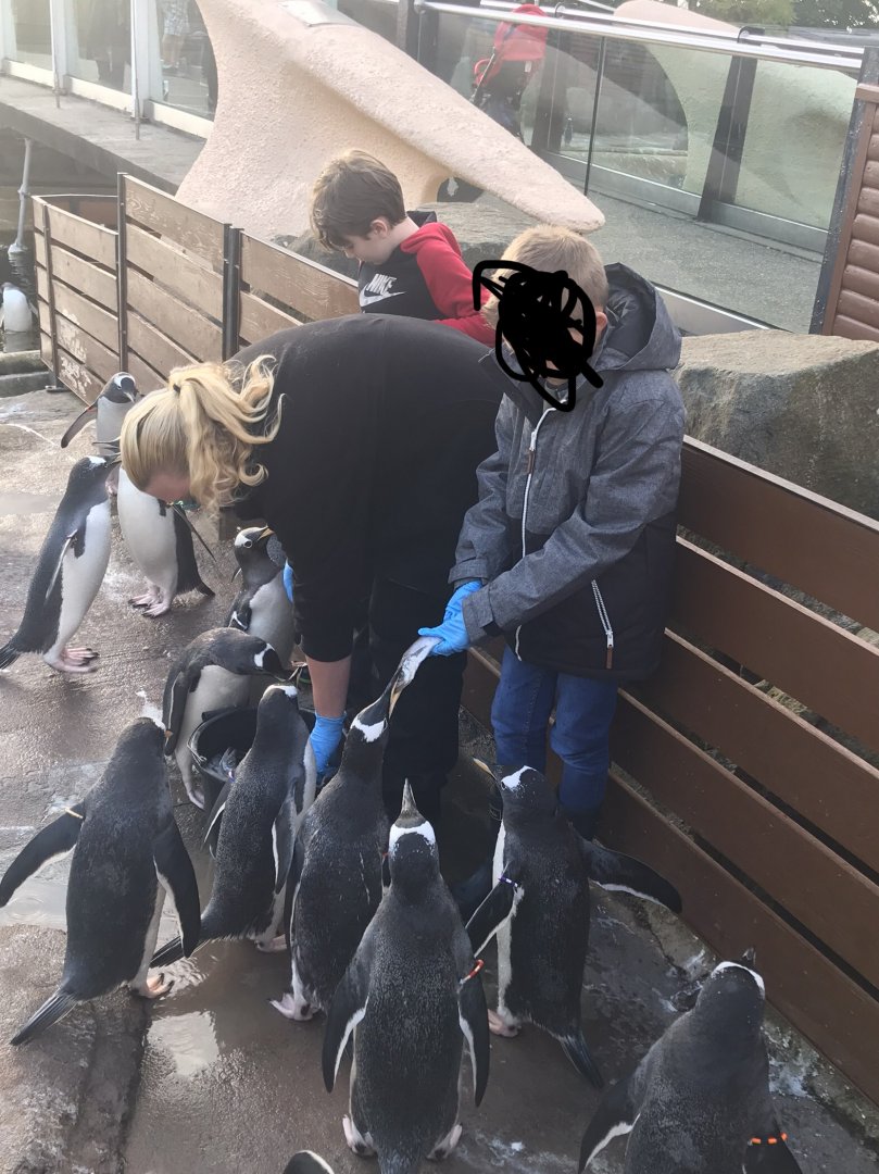 Me feeding penguins (2019)