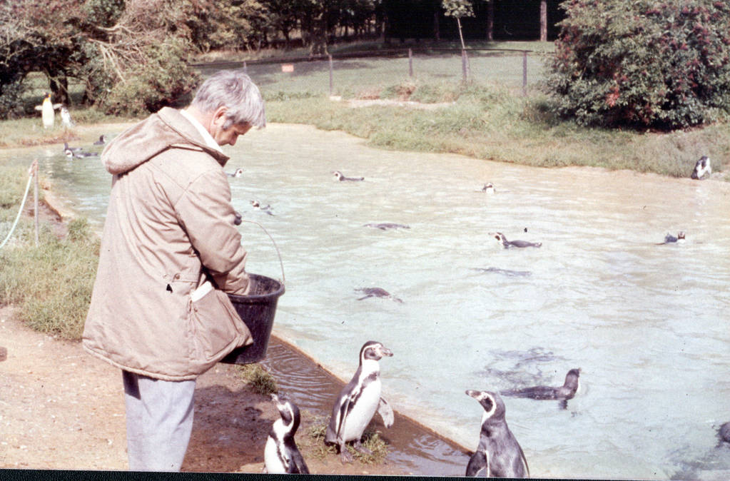 me feeding penguins Whipsnade 1992