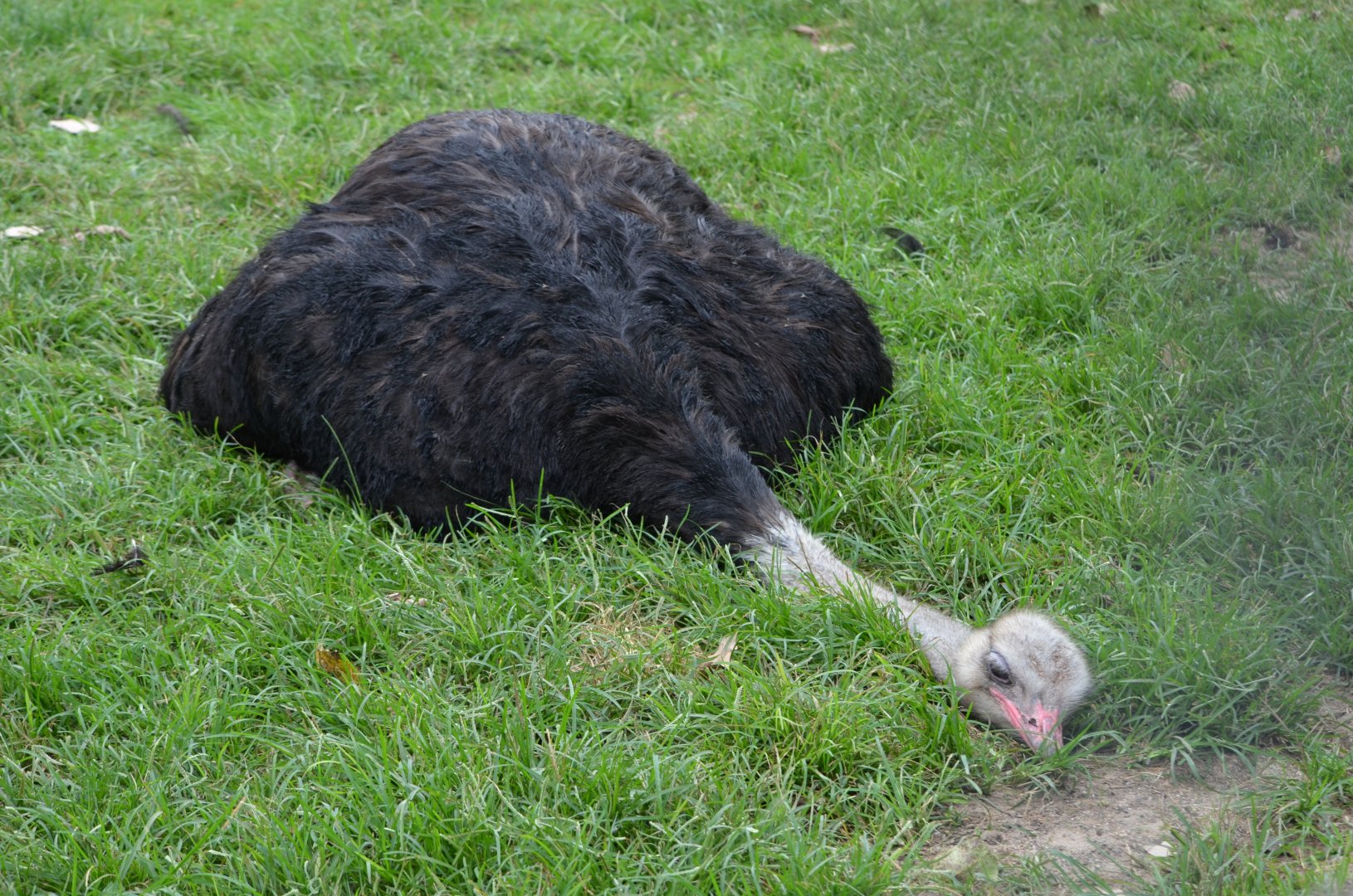 Me on Mondays (Ostrich)