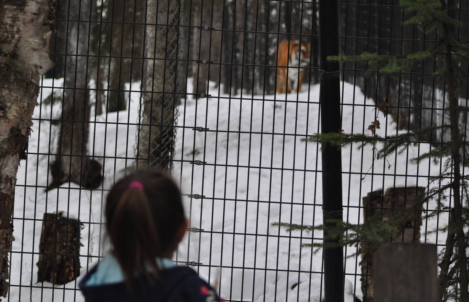 Me see the Tiger mom, me see the Tiger!