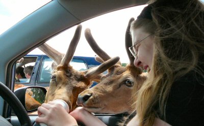 Me (Susan)  feeding deer Longleat