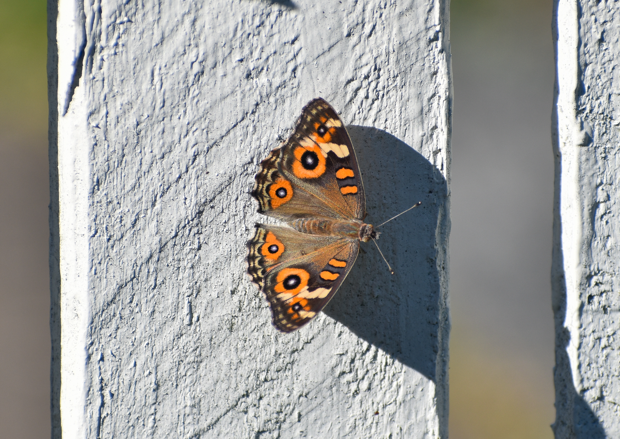 Meadow Argus