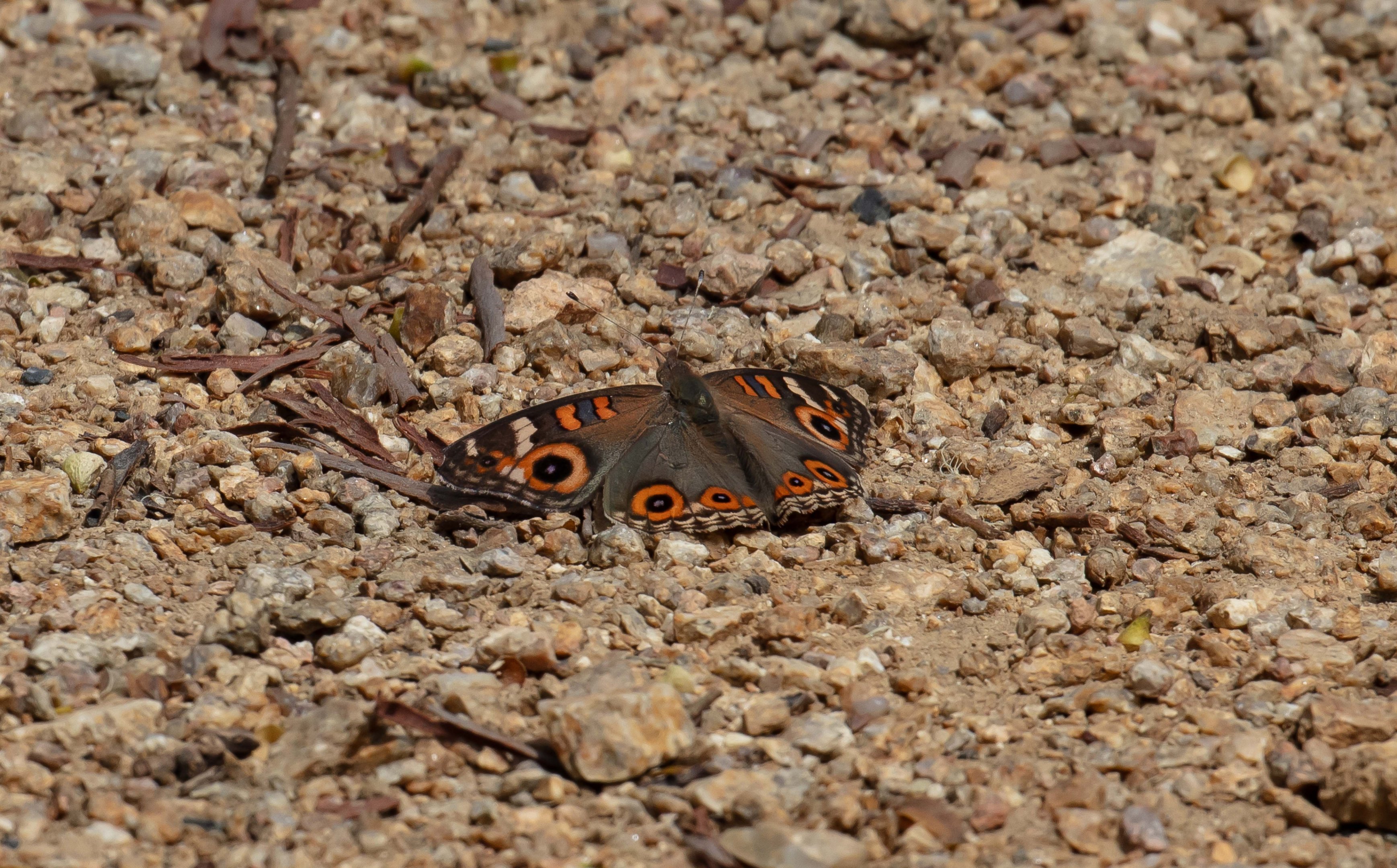 Meadow Argus