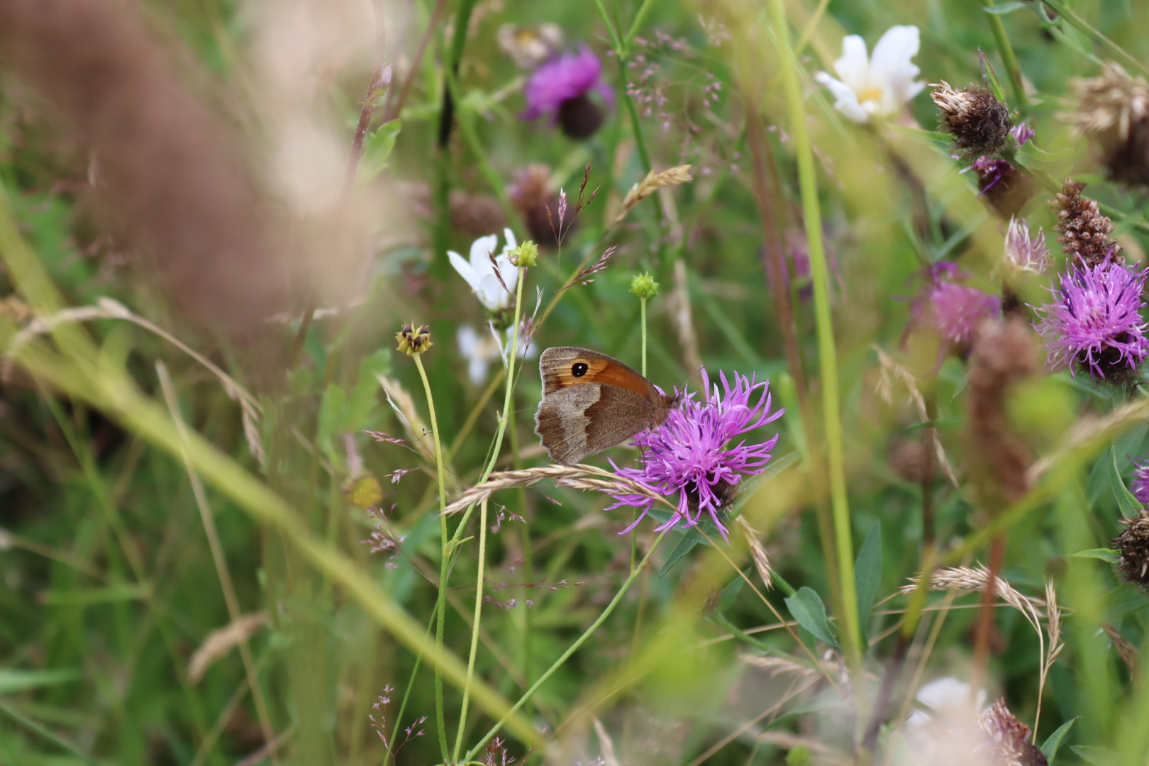 Meadow Brown