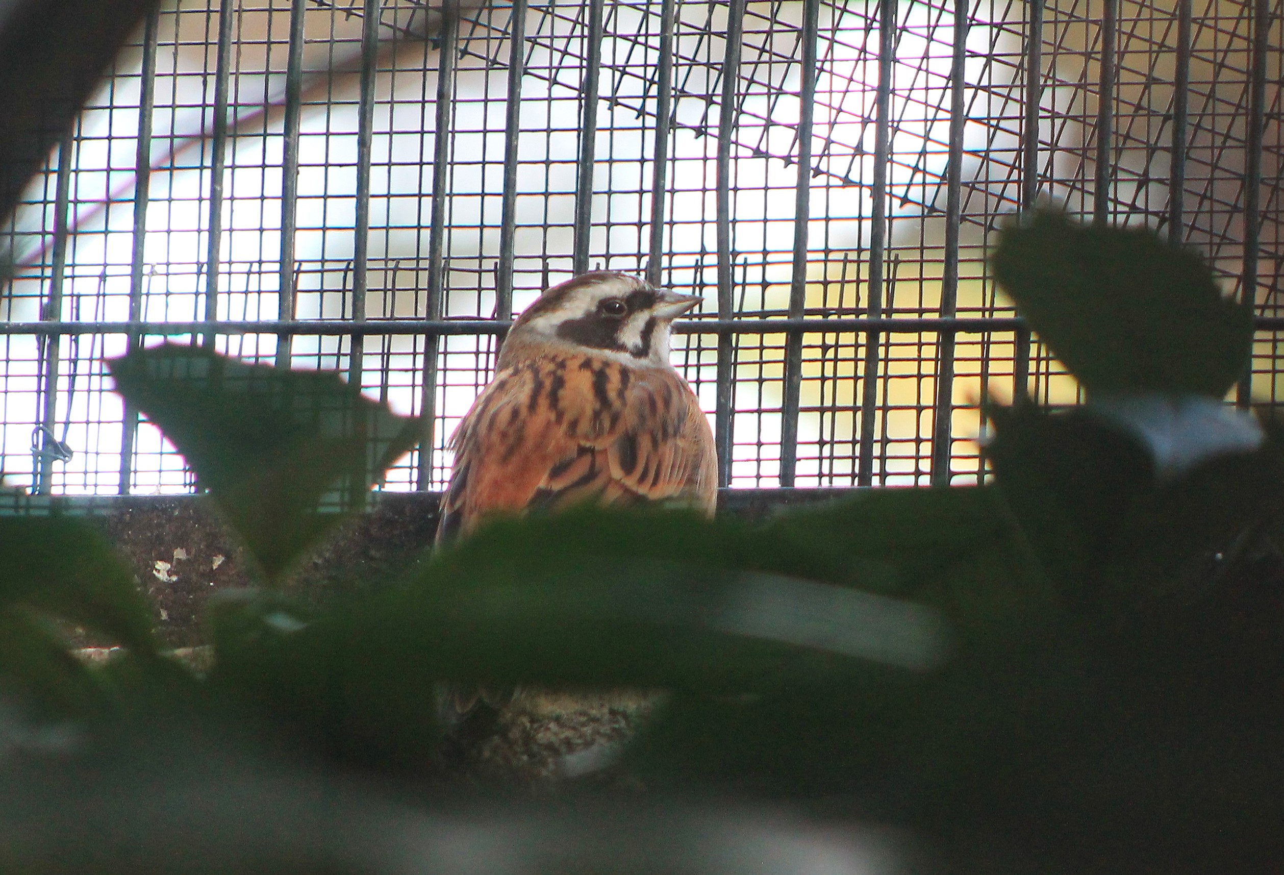 Meadow Bunting (Emberiza cioides)