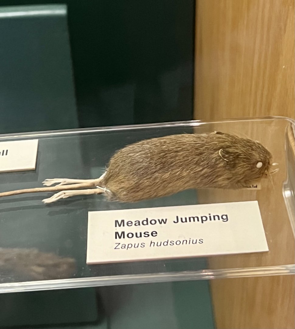 Meadow Jumping Mouse