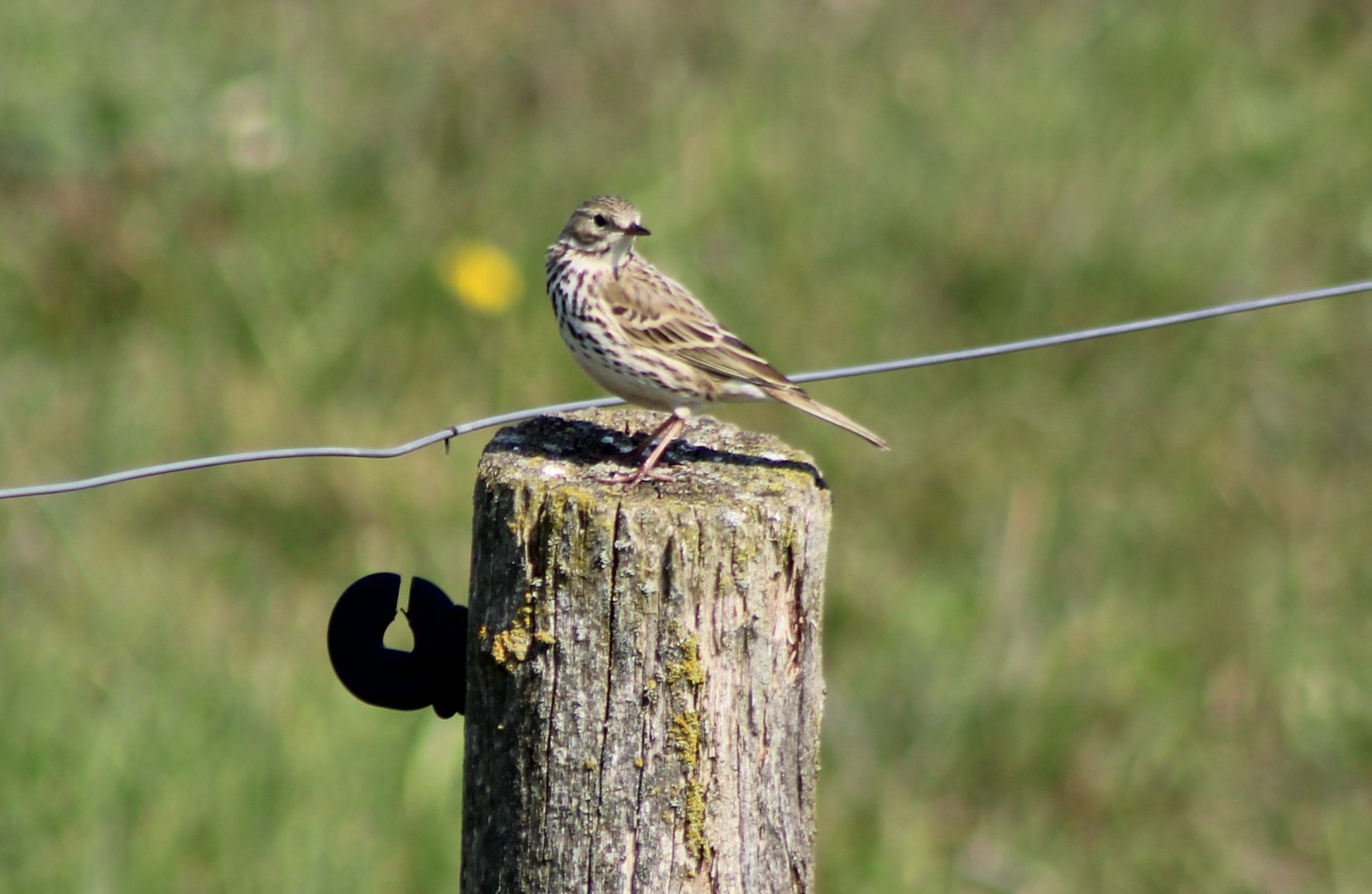 Meadow pipit - Anthus pratensis